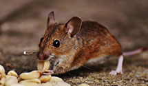 hospital-and-healthcare-facility-pest-management Experts in Boston